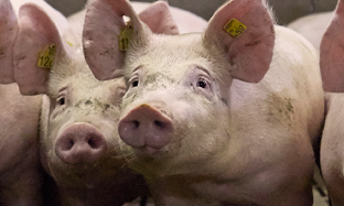 Porcine Respiratory Disease Complex